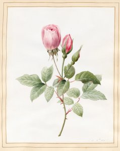 Różowa róża i pąki, 1826 (toaleta z odrobiną koloru nadwozia na welinie)