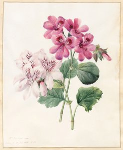 Dwie hybrydy 