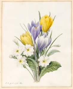 Białe pierwiosnki i wczesne krokusy hybrydowe, 1830 (wc z odrobiną koloru ciała na welinie) autorstwa Louise DOrleans
