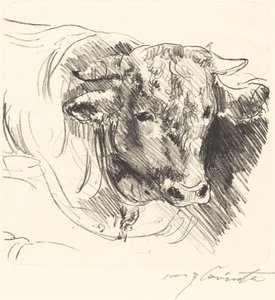 Stierkopf Głowa Woły, 1912. autorstwa Lovis Corinth