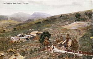 Up-Country Tea Estate, Cejlon, ok. 1900-20 (zdjęcie ręcznie kolorowane)