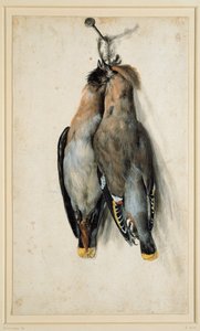 Dwa martwe czeskie jemiołuszki autorstwa Lucas Cranach the Elder