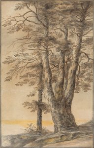 Studium Drzew autorstwa Lucas van Uden