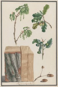 Badania kwiatów, owoców i pnia dębu szypułkowego Quercus robur, 1788. autorstwa Ludwig Pfleger