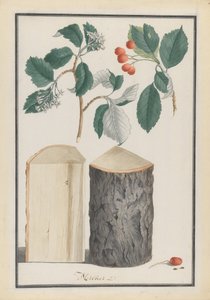 Badania liści, kwiatów, owoców i pnia podrodzaju Sorbus Aria, 1788. autorstwa Ludwig Pfleger
