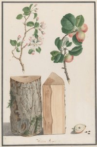 Badania pnia, kwiatów i owoców dzikiej jabłoni Malus sylvestris, 1788. autorstwa Ludwig Pfleger