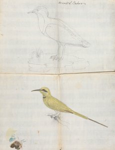 2 ptaki „Arousat El Bahar” autorstwa Luigi Balugani