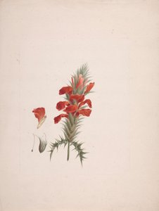 Acanthus Sennii Chiov. : gotowy rysunek z dodanymi szczegółami autorstwa Luigi Balugani