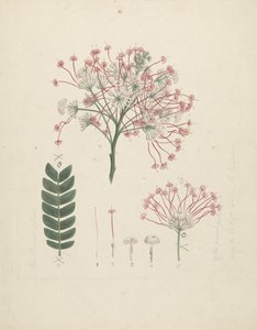 Albizia gummifera (J.F. Gmel.) CA sm. (Gummy Albizia Tree): gotowy rysunek kwitnącej główki pędu, ze szczegółami kwiatostanu, kwiatostanów i liści autorstwa Luigi Balugani