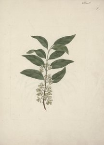 Historia Edulis Forsk. (Khat): Gotowy rysunek autorstwa Luigi Balugani