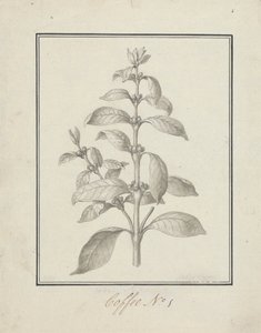 Coffea arabica L. (Kawa arabica): gotowy rysunek pędów liściastych i jagód