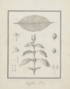 Coffea arabica L. (Café Arábica): desenho finalizado de broto folhoso, com detalhes de flores, folha e polimento de frutas autorstwa Luigi Balugani