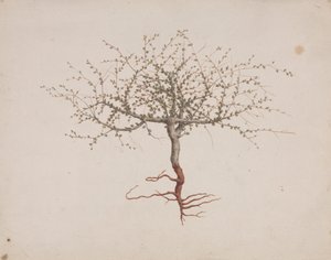 Commiphora gileadensis (L.) C. Chr. (Bálsamo de Gileade, Opobalsam): desenho finalizado se o hábito da árvore (com raízes)polonês