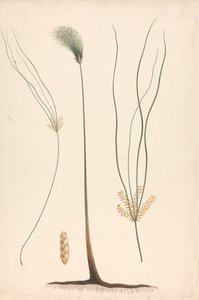 Cyperus papyrus L. (Papyrus Sedge): gotowy rysunek pary i kwitnącej główki, ze szczegółami kwiatostanu po lewej i prawej stronie