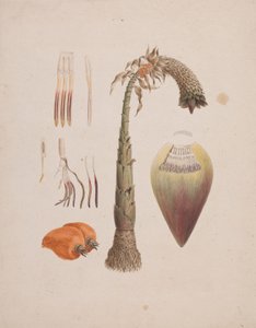 Ensete ventricosum (Welw.) Cheesman (afrykański dziki banan): gotowy rysunek