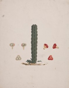 Euphorbia abyssinica J.F. Gmel. (Ethiopian Tree-Spurge): gotowy rysunek pojedynczego pnia, ze szczegółami całych i rozciętych owoców