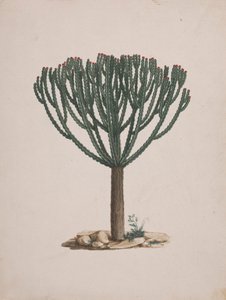Euphorbia abyssinica J.F. Gmel. (Ethiopian Tree-Spurge): gotowy rysunek pokroju drzewa