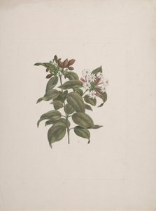 Jasminum dichotomum Vahl (jaśmin afrykański): gotowy rysunek autorstwa Luigi Balugani