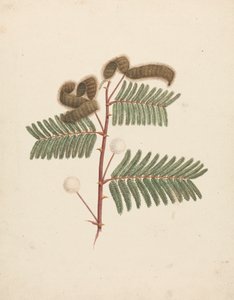 Mimosa pigra (L.): gotowy rysunek