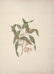 Rhus? retinorrhoea Oliver: gotowy rysunek autorstwa Luigi Balugani