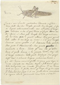 Studium szarańczy, z Miscellaneous Sketches in Wrapper (akwarela i długopis i tusz na papierze) autorstwa Luigi Balugani
