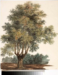 Drzewo (Akwarela, ok. 1825) autorstwa Luigi Garibbo