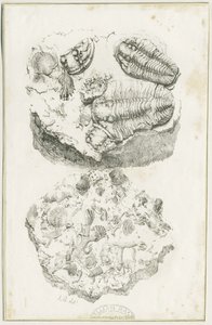 Dudley - Skamieniałości: litografia, bd [c 1825] (druk) autorstwa Luke Booker