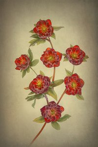 Helleborusy „Double Queen”