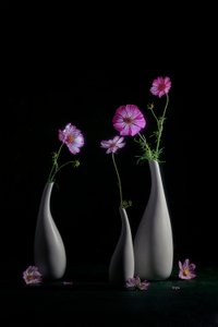 Elegancka martwa natura z kosmosami autorstwa Lydia Jacobs