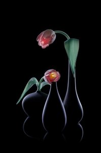 Eleganckie świetliste tulipany autorstwa Lydia Jacobs