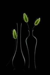 Elegancka zielona martwa natura autorstwa Lydia Jacobs