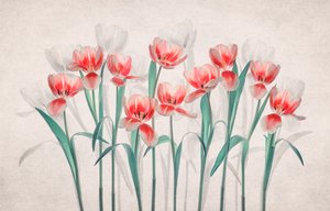 Eteryczne różowe tulipany autorstwa Lydia Jacobs