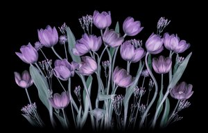 Promienne fioletowe tulipany autorstwa Lydia Jacobs