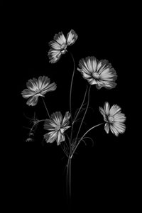 Monochromatyczne kwiaty kosmosu autorstwa Lydia Jacobs