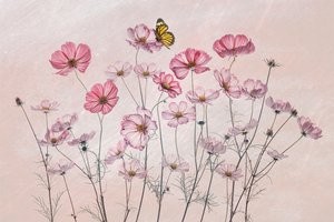 Różowy kosmos i motyl autorstwa Lydia Jacobs