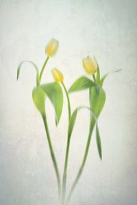 Delikatne żółte tulipany autorstwa Lydia Jacobs