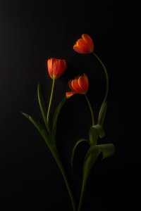 Żywe tulipany na ciemnym tle autorstwa Lydia Jacobs