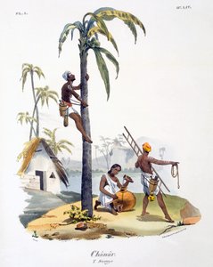 Człowiek z kasty Nadarów wspinający się na palmę, 1827-35
