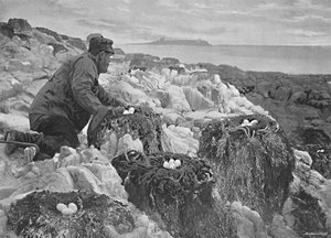 Gniazda kormoranów, Wyspy Farne, ok. 1896 r.
