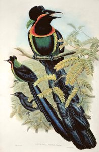 Arfak Astrapia, Astrapia Nigra - Rajski Ptak