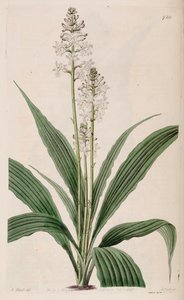 Ilustracja Calanthe triplicata (jako syn. Calanthe veratrifolia) (roślina)