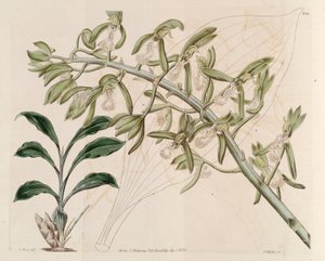 Kuva Catasetum cristatumpolishista autorstwa M. Hart