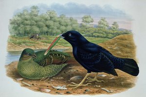 Ptilonorhyncus Violaceus, altannik satynowy autorstwa M. Hart
