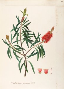Albany Bottlebrush (Callistemon speciosum DC), Myrtaceae, Krzew o trwałych liściach, pochodzący z Australii, akwarela autorstwa Maddalena Lisa Mussino
