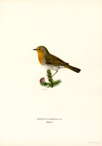 Robin (kolor lito)