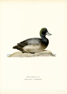 American Scaup Duck (kolor lito) autorstwa Magnus Ferdinand and Wilhelm von Wright