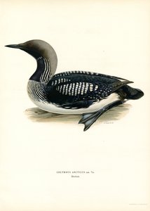 Arctic Loon (kolor lito) autorstwa Magnus Ferdinand and Wilhelm von Wright