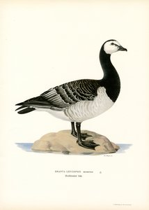 Bernikla (kolor lito) autorstwa Magnus Ferdinand and Wilhelm von Wright