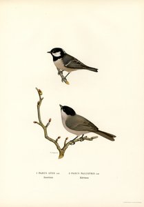 Sikora czarnoczuba (kolor lito) autorstwa Magnus Ferdinand and Wilhelm von Wright