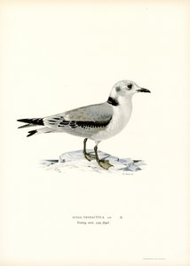 Kittiwake z czarnymi nogami (kolor lito) autorstwa Magnus Ferdinand and Wilhelm von Wright